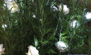 LA MULTI ANI FRUMOSI! 새해 복 많이 받으세요 !